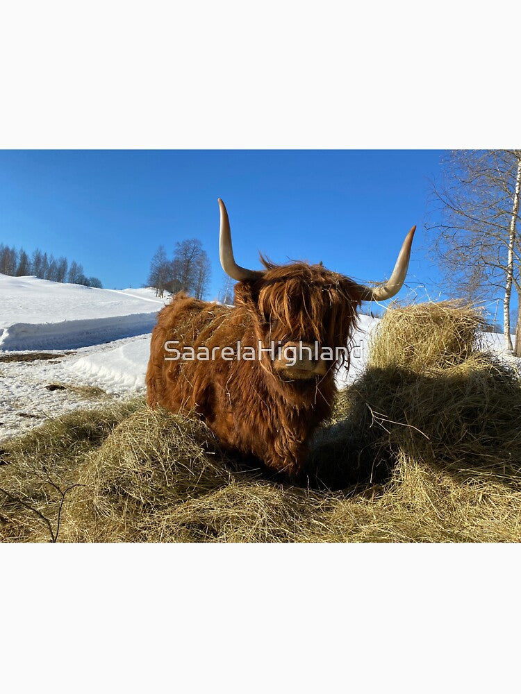 Scottish Highland Cattle Cow 3253 by SaarelaHighland