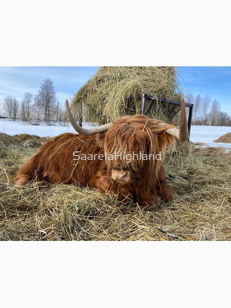 Scottish Highland Cattle Cow 3275 by SaarelaHighland