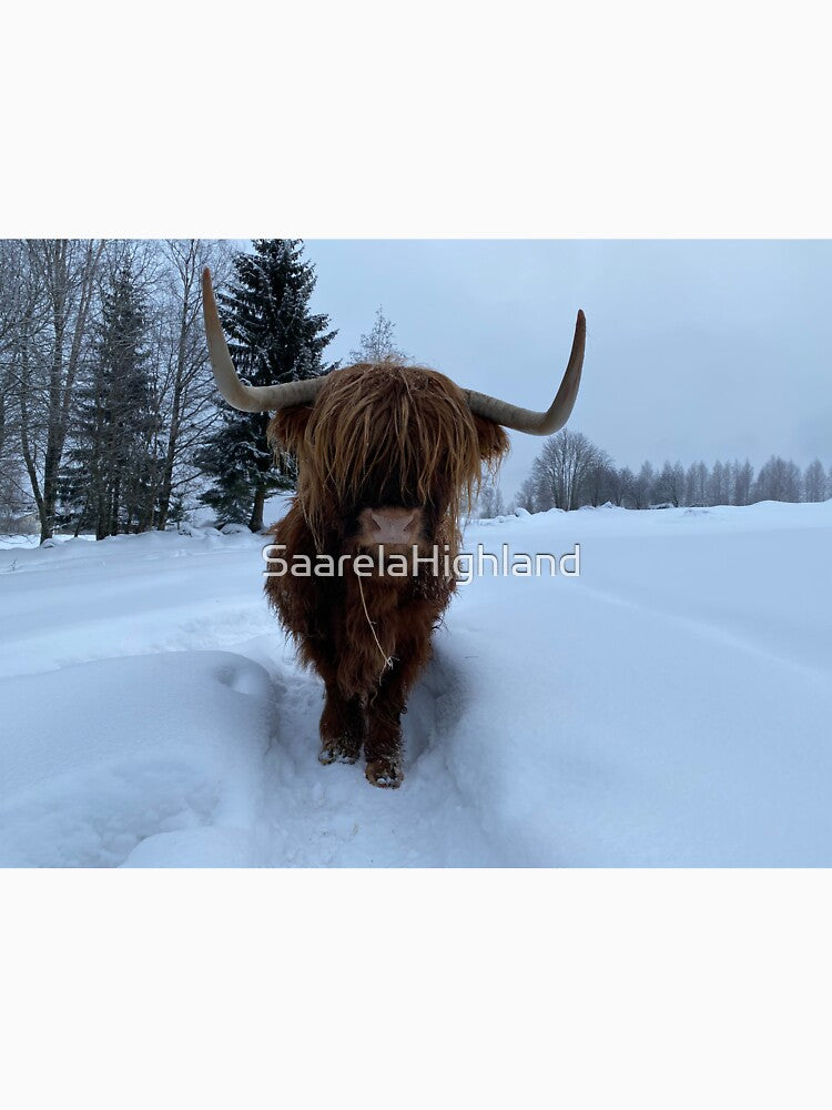 Scottish Highland Cattle Cow 3195 by SaarelaHighland