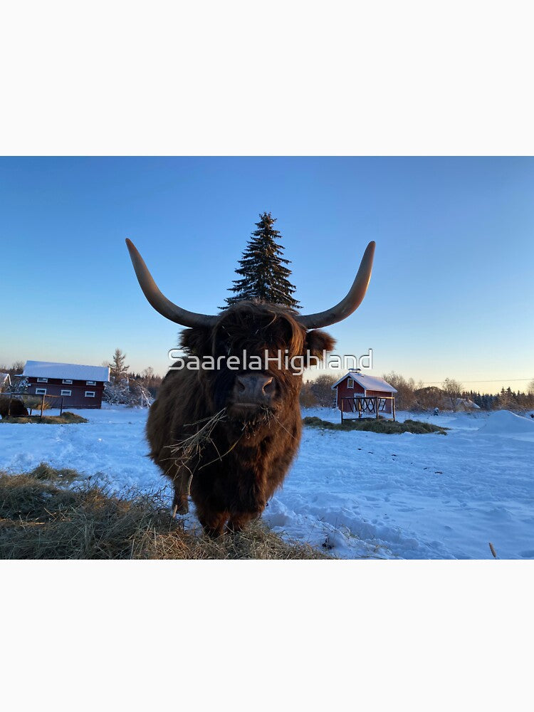 Scottish Highland Cattle Cow 3150 by SaarelaHighland