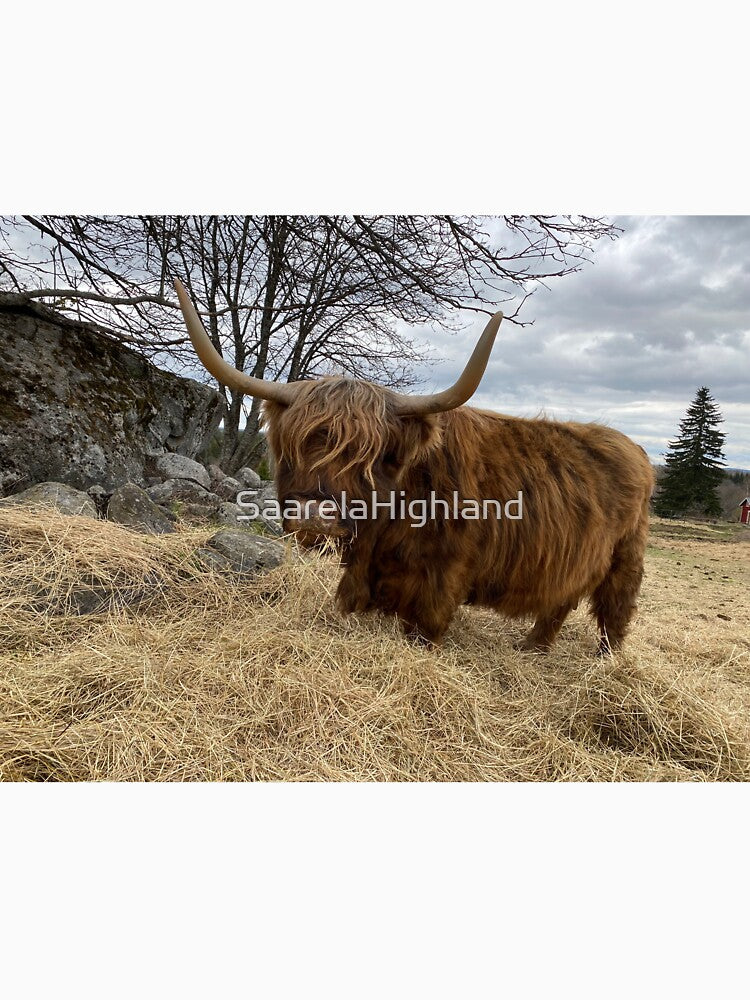 Scottish Highland Cattle Cow 3332 by SaarelaHighland