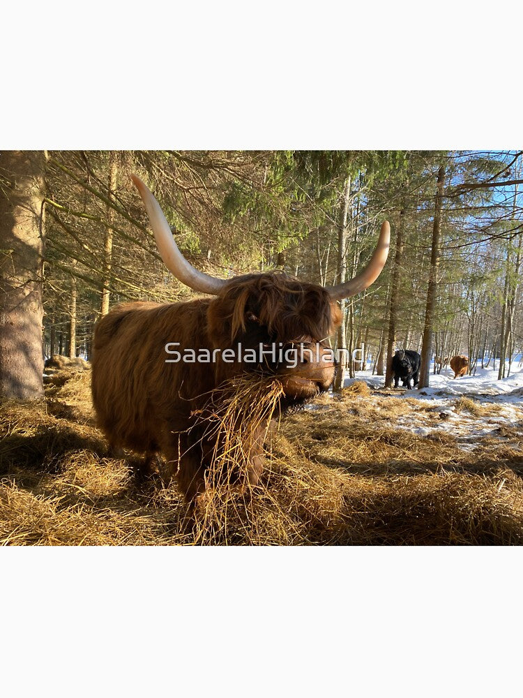 Scottish Highland Cattle Cow 3239 by SaarelaHighland