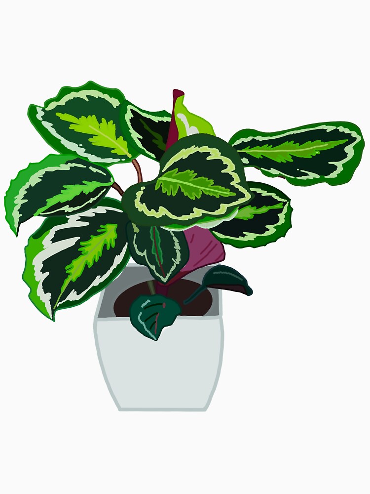 Calathea (goeppertia roseopicta) by Andie Janik