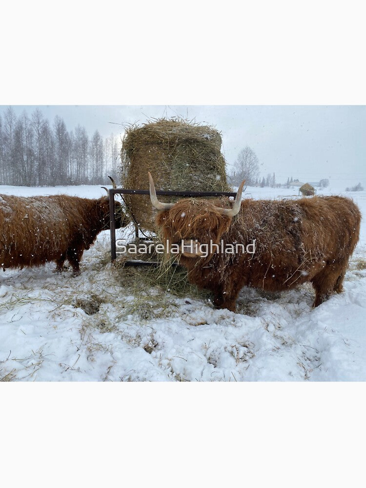 Scottish Highland Cattle Cow 3266 by SaarelaHighland