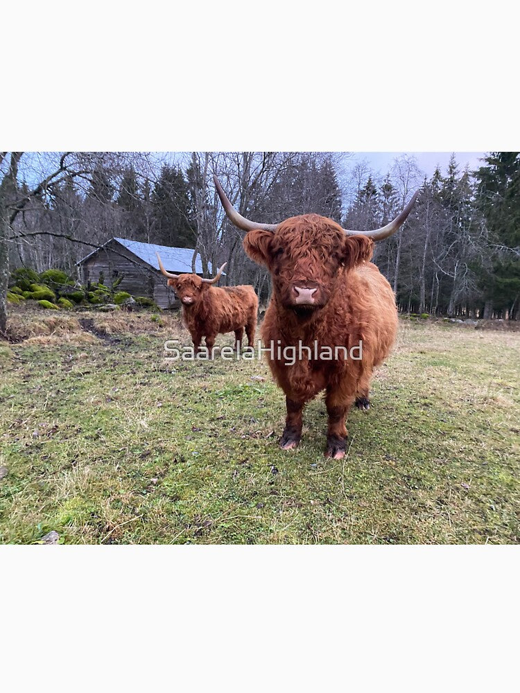 Scottish Highland Cattle Cows 3079 by SaarelaHighland