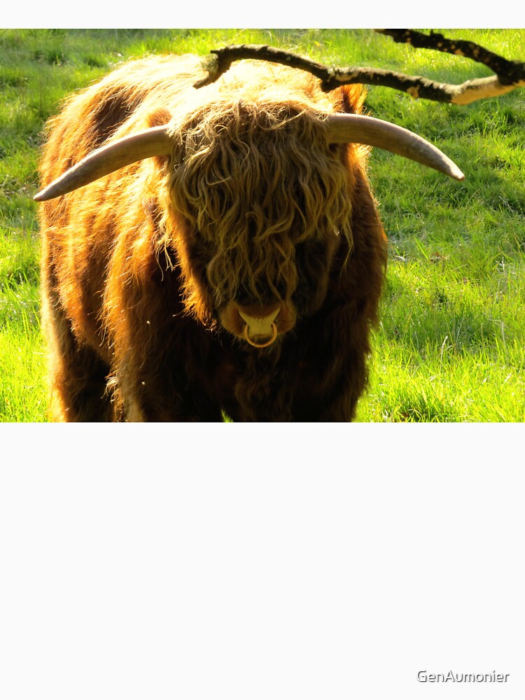 Highland Bull in the Sun - Photograph by GenAumonier