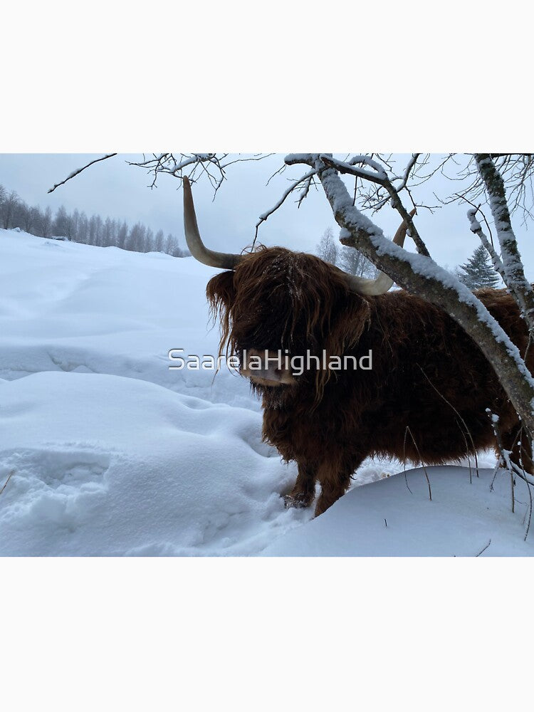 Scottish Highland Cattle Cow 3197 by SaarelaHighland