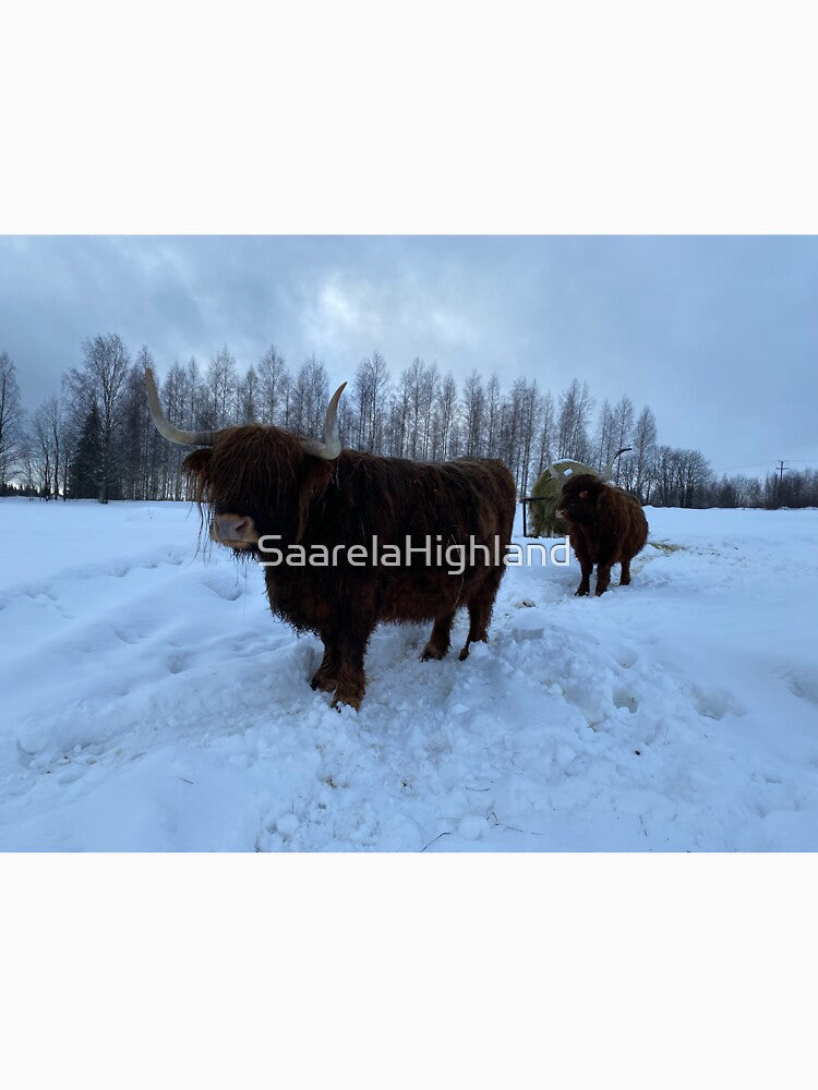 Scottish Highland Cattle Cows 3217 by SaarelaHighland