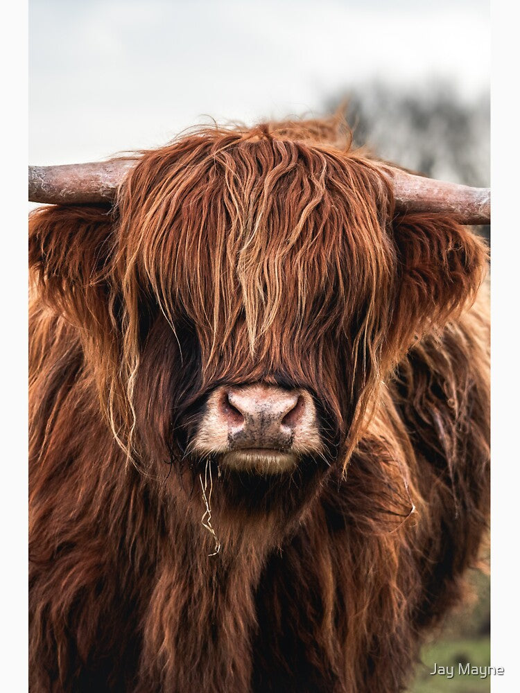 Highland Cow Portrait by Jay Mayne
