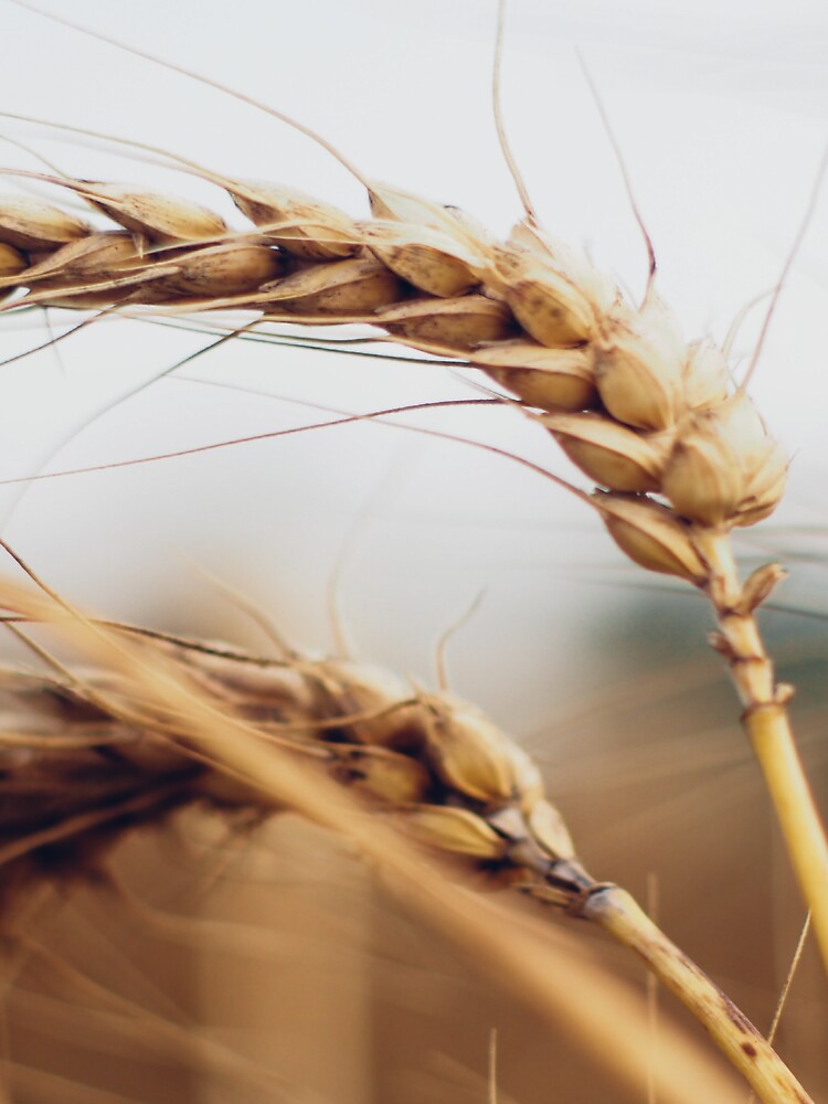 Amber Waves of Grain by Cool-Cat-POD