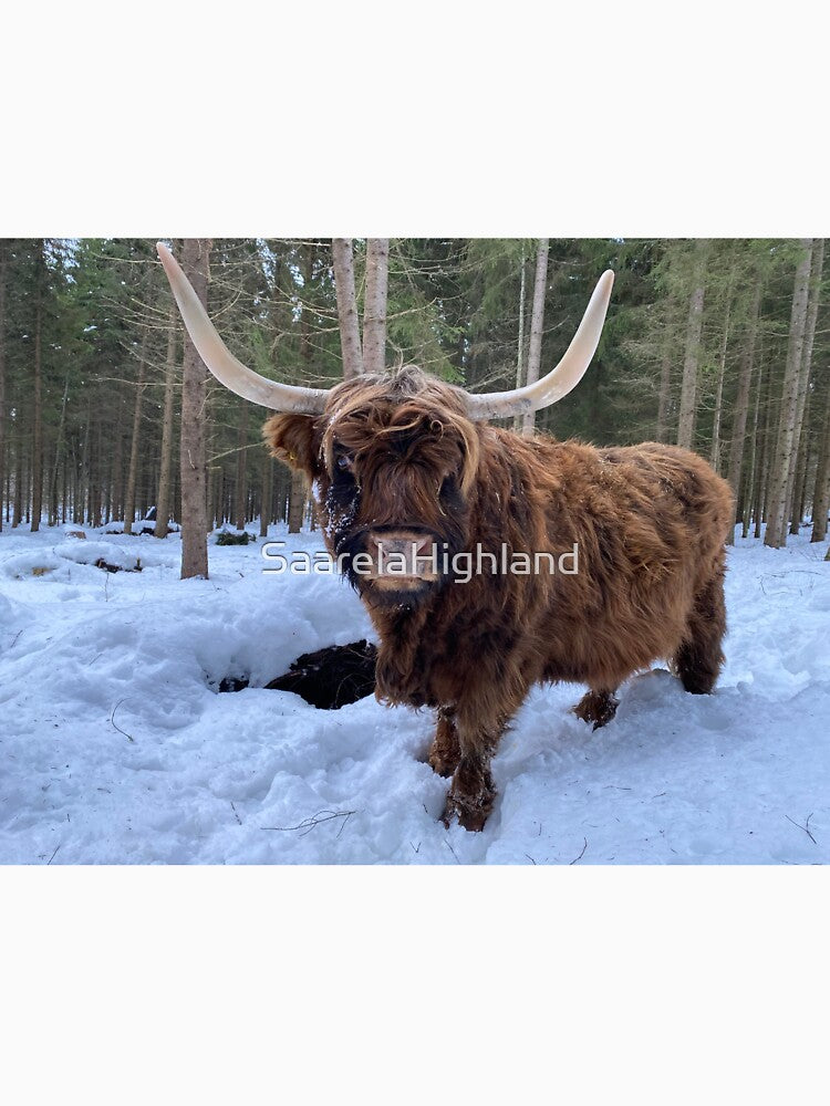 Scottish Highland Cattle Cow 3176 by SaarelaHighland