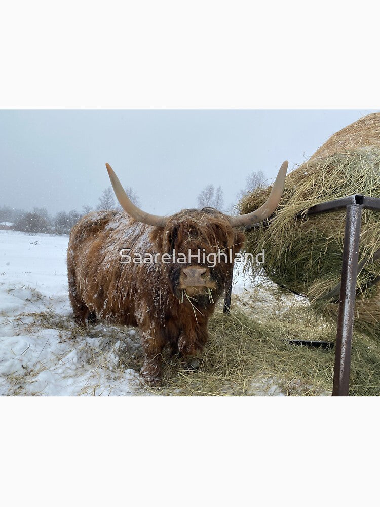 Scottish Highland Cattle Cow 3267 by SaarelaHighland