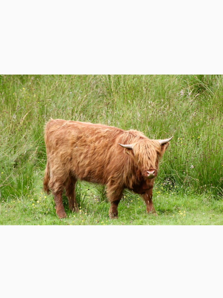 highland cow 5 by mjoffe