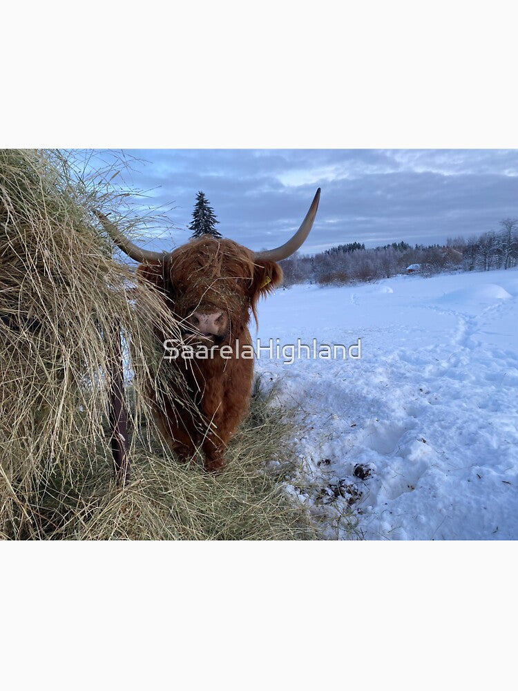 Scottish Highland Cattle Cow 3221 by SaarelaHighland