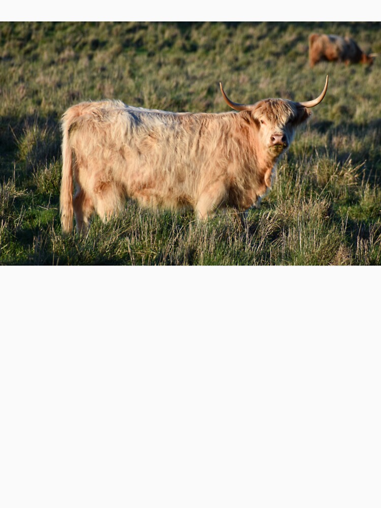 Highland Cow by Nicole_Munday_Photography