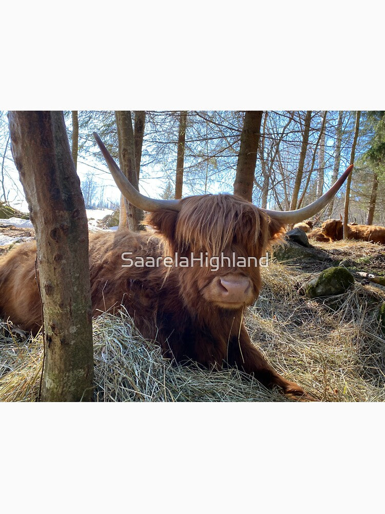 Scottish Highland Cattle Cow 3299 by SaarelaHighland