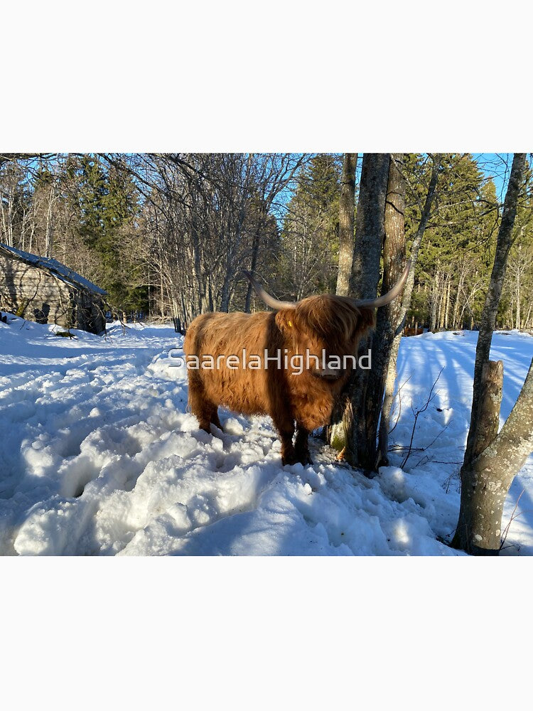 Scottish Highland Cattle Cow 3259 by SaarelaHighland