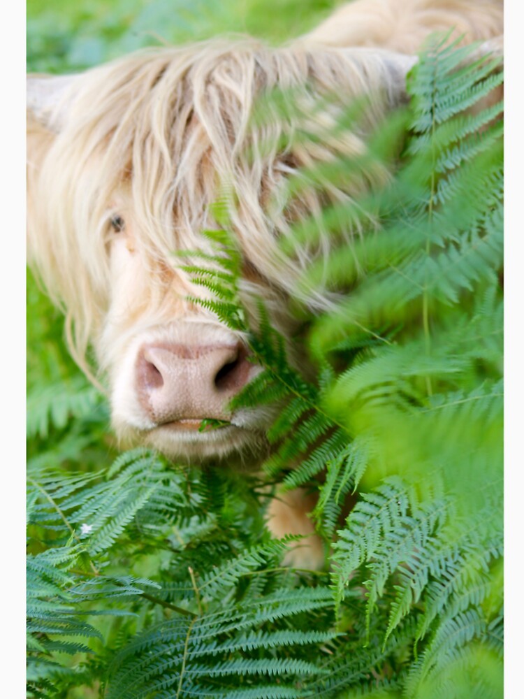 highland cow 3 by mjoffe