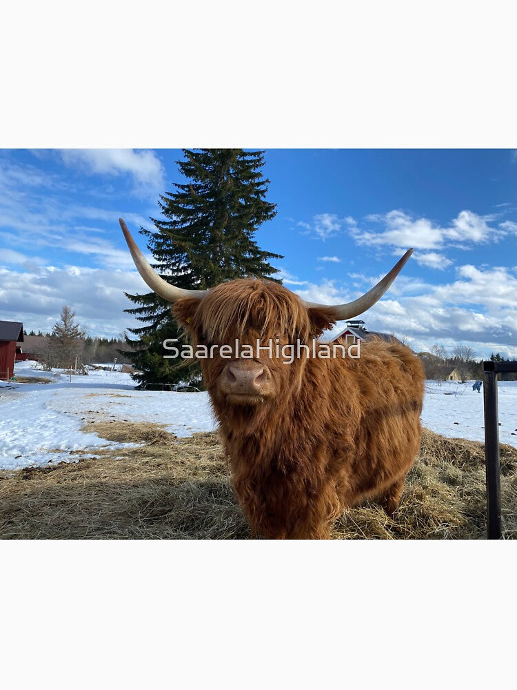 Scottish Highland Cattle Cow 3286 by SaarelaHighland