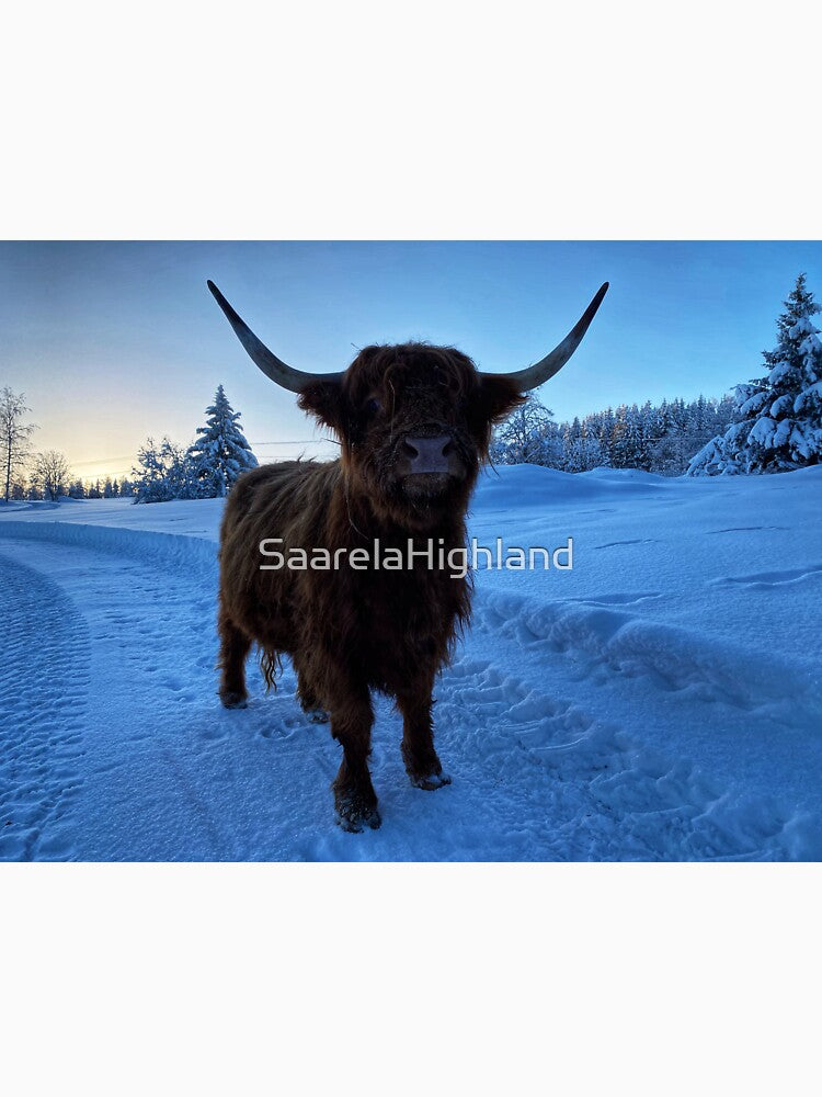 Scottish Highland Cattle Cow in snow 2723 by SaarelaHighland
