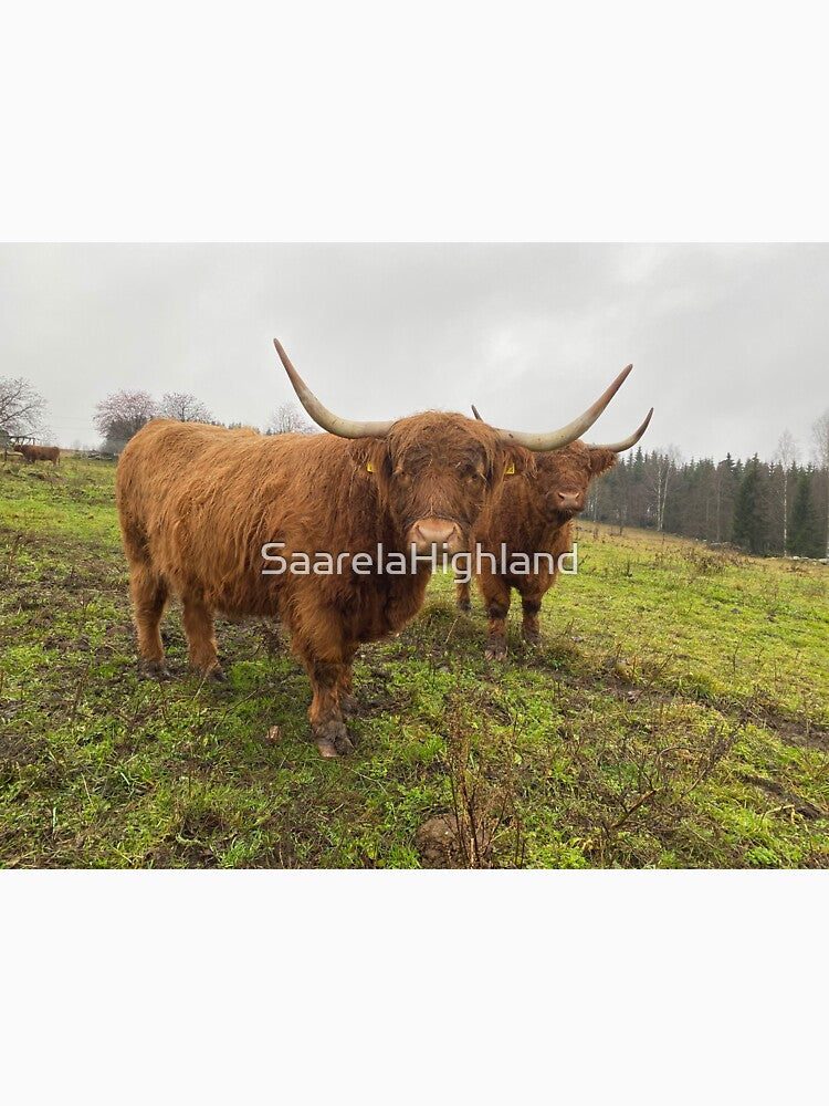 Scottish Highland Cattle Cows 3049 by SaarelaHighland