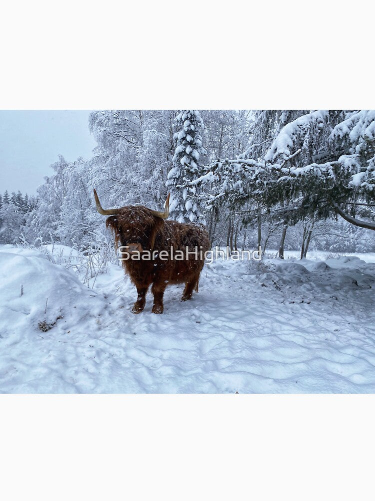 Scottish Highland Cattle Cow in snow 2707 by SaarelaHighland