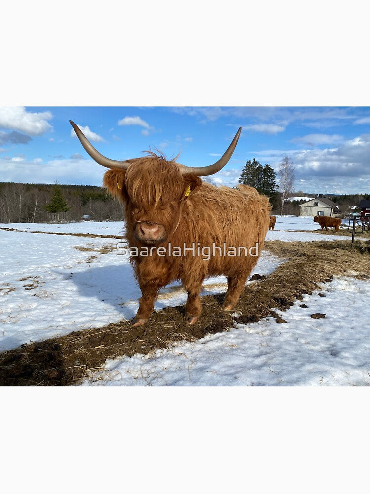 Scottish Highland Cattle Cow 3288 by SaarelaHighland