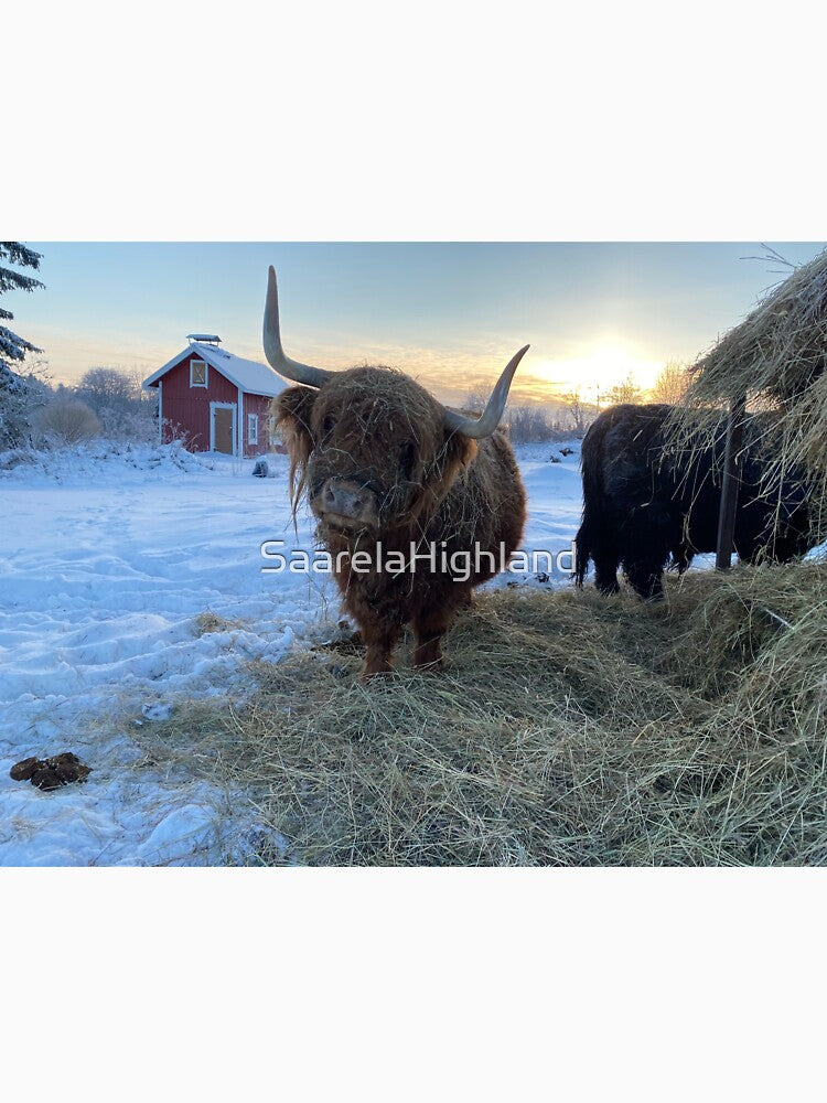 Scottish Highland Cattle Cow 3140 by SaarelaHighland