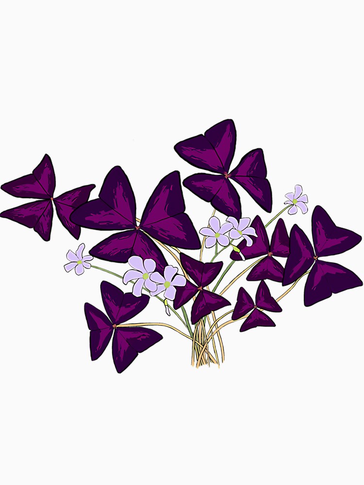Purple Shamrock Plant by iucrvgboh85