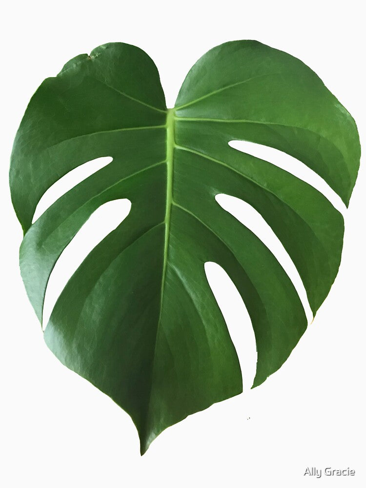Monstera Leaf by Ally Gracie