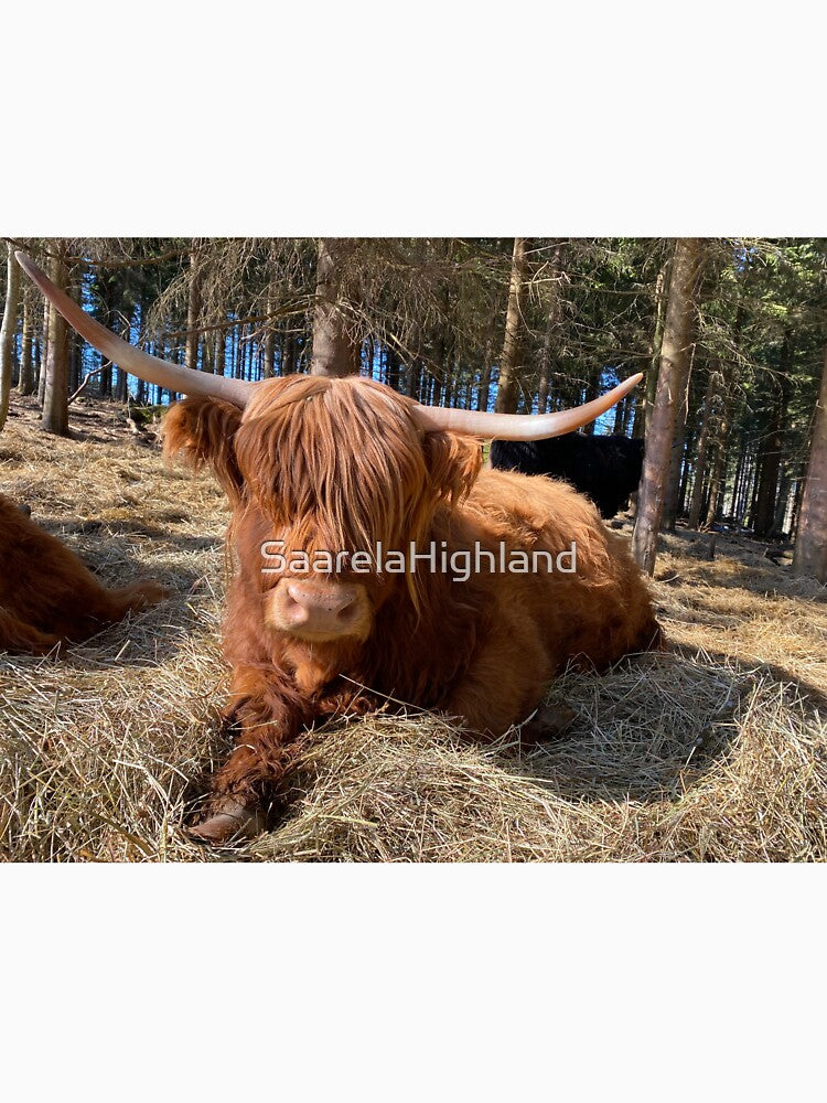 Scottish Highland Cattle Cow 3298 by SaarelaHighland