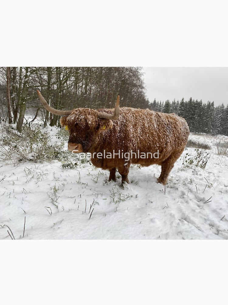 Scottish Highland Cattle Cow 3035 by SaarelaHighland