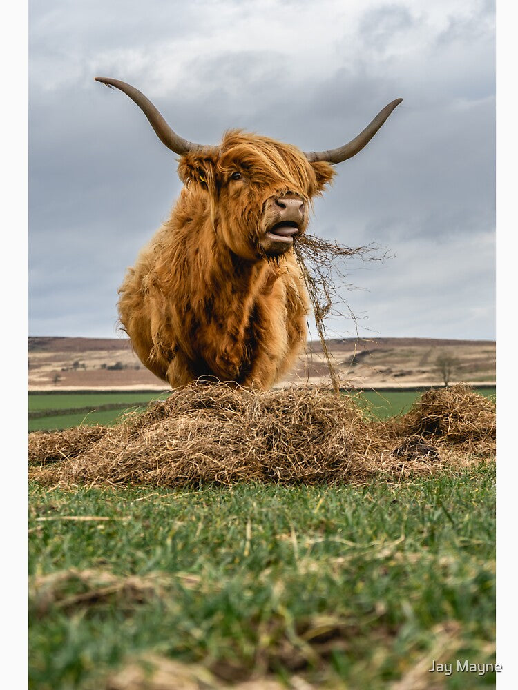 Highland Cow Dinner Surprise by Jay Mayne