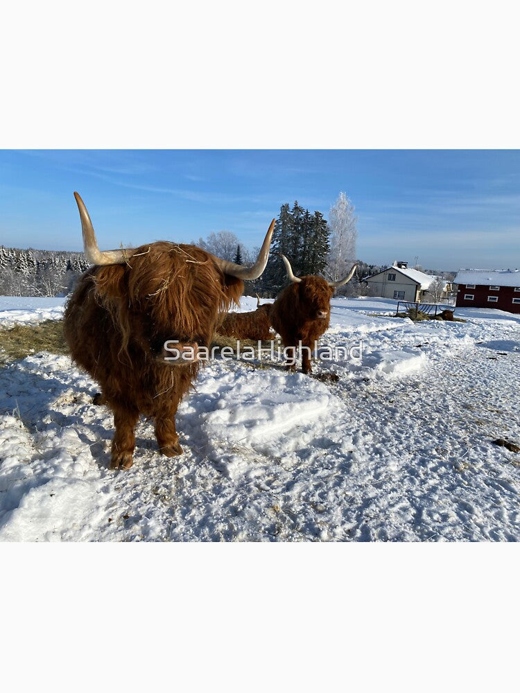 Scottish Highland Cattle Cow 3222 by SaarelaHighland