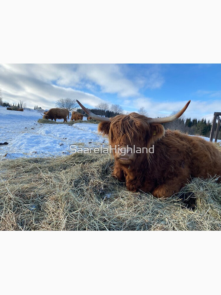Scottish Highland Cattle Cow 3243 by SaarelaHighland
