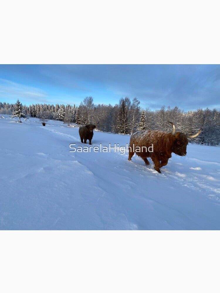 Scottish Highland Cattle Cow 3152 by SaarelaHighland