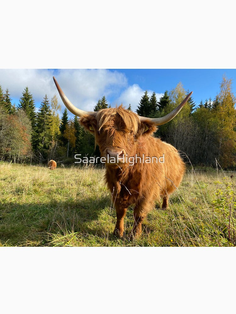 Scottish Highland Cattle Cow 2996 by SaarelaHighland