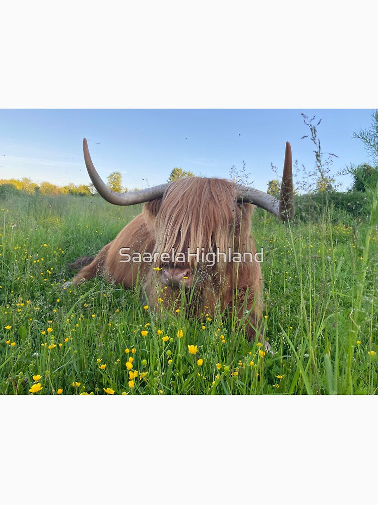 Scottish Highland Cattle Cow 3376 by SaarelaHighland