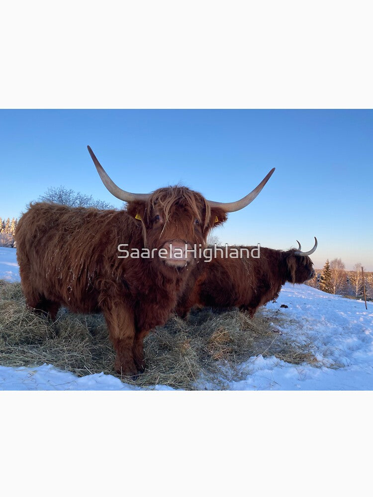Scottish Highland Cattle Cows 3148 by SaarelaHighland