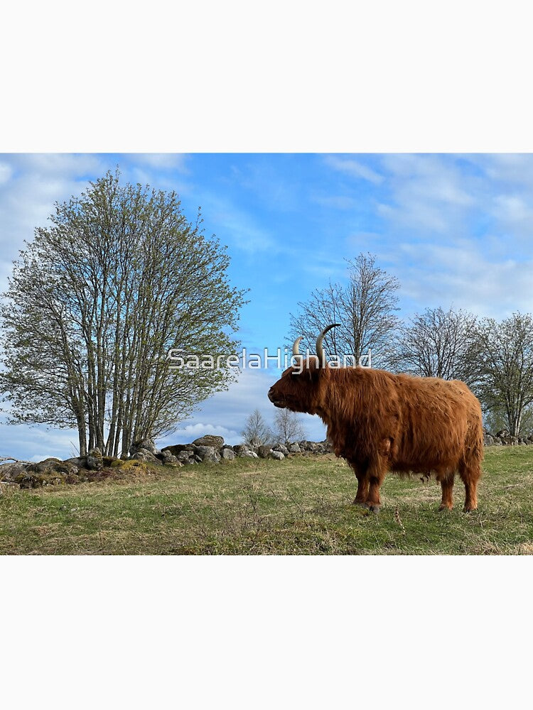 Scottish Highland Cattle Cow 3340 by SaarelaHighland