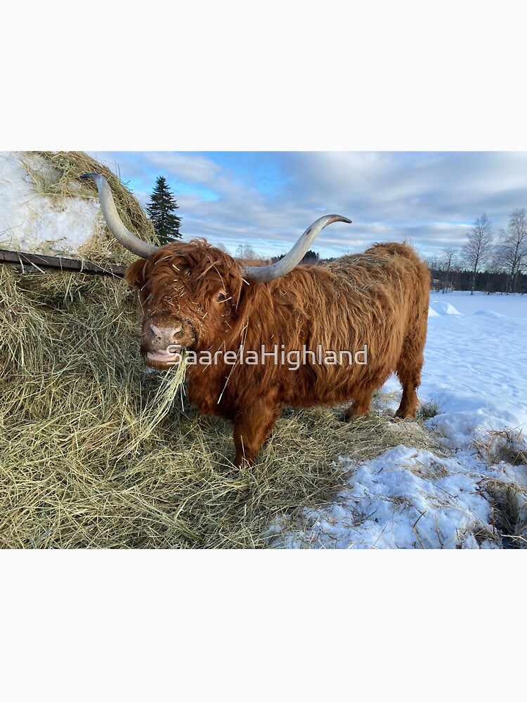 Scottish Highland Cattle Cow 3245 by SaarelaHighland