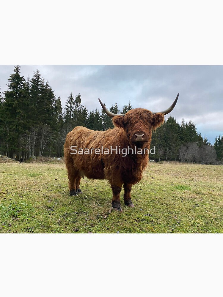 Scottish Highland Cattle Cow 3080 by SaarelaHighland