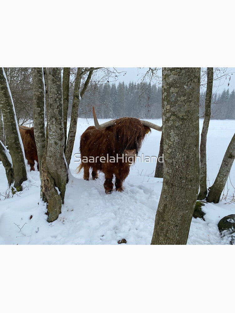 Scottish Highland Cattle Cow 3282 by SaarelaHighland