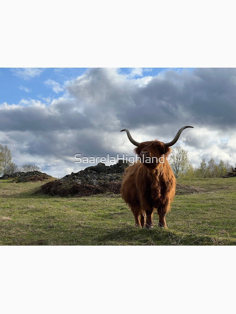 Scottish Highland Cattle Cow 3341 by SaarelaHighland