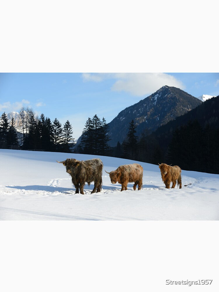 Cattle in winter by Streetsigns1957