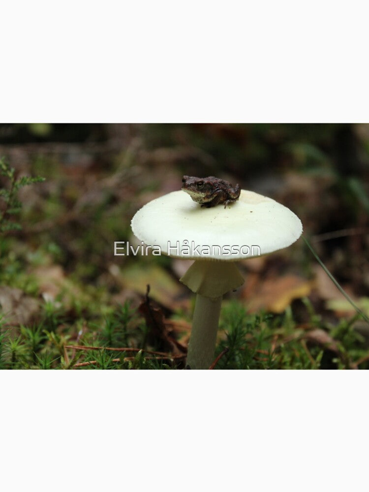 Toad on a shroom by elvirahphoto