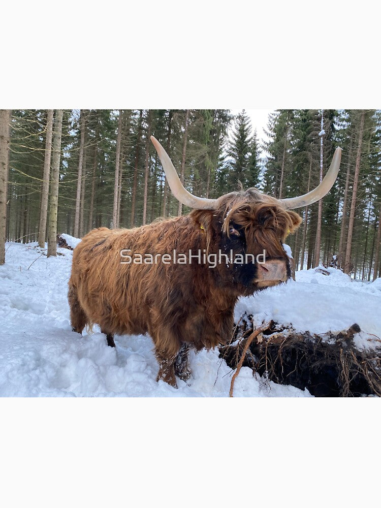 Scottish Highland Cattle Cow 3181 by SaarelaHighland