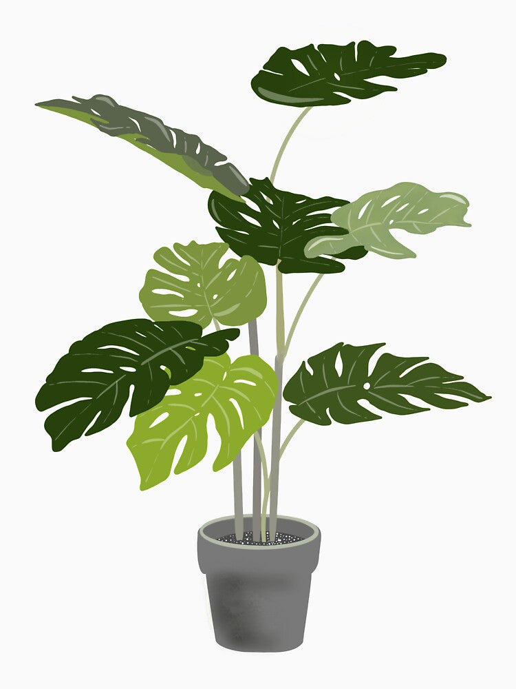 Monstera Deliciosa by Soulblueprinted
