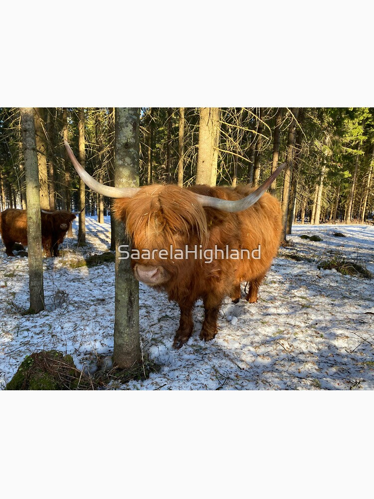 Scottish Highland Cattle Cow 3262 by SaarelaHighland