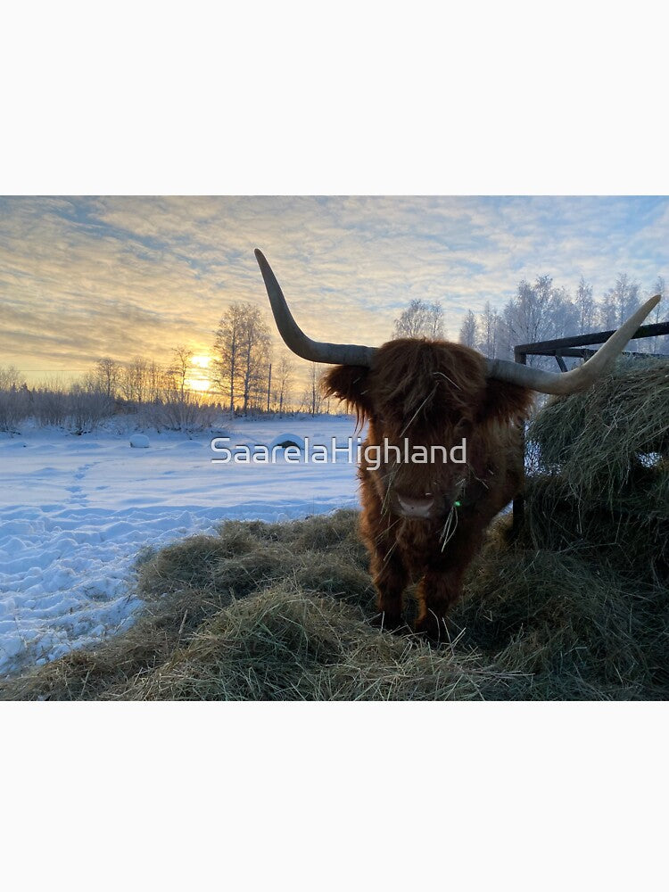Scottish Highland Cattle Cow 3135 by SaarelaHighland